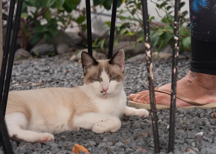 Isabela House ポンタ・ド・ソル